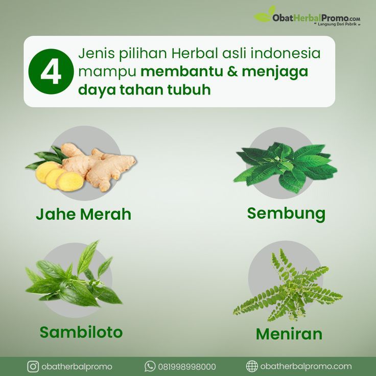 4 Tanamana Herbal untuk Daya Tahan Tubuh | Herbal, Obat alami, Tanaman